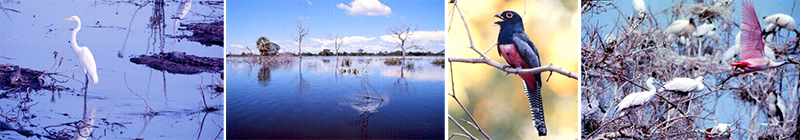 pantanal